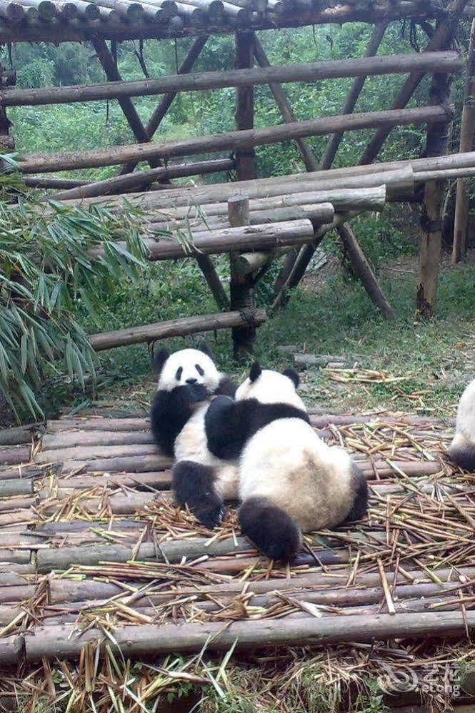 Helun Hotel Chengdu Esterno foto